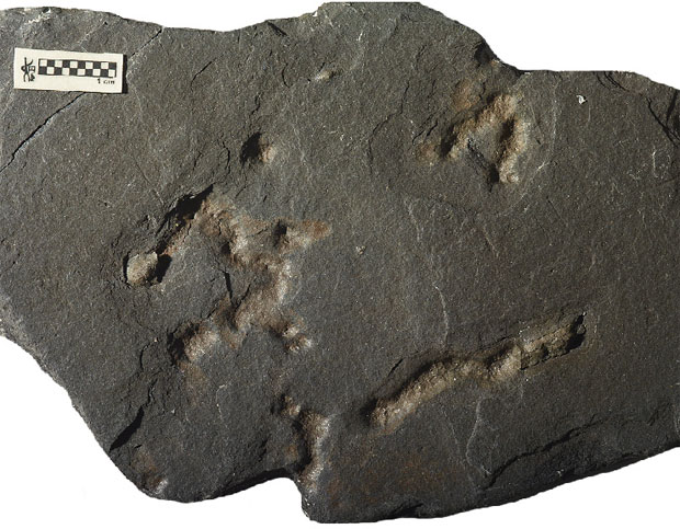 Научници у Габону пронашли револуционарне доказе о животу